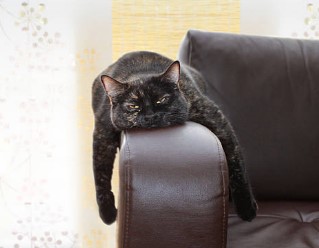 A black cat laying on the side of sofa ,looking bored